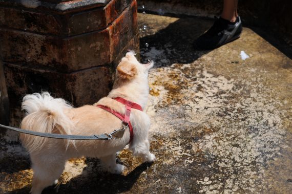 Šuo gaudo vandenį