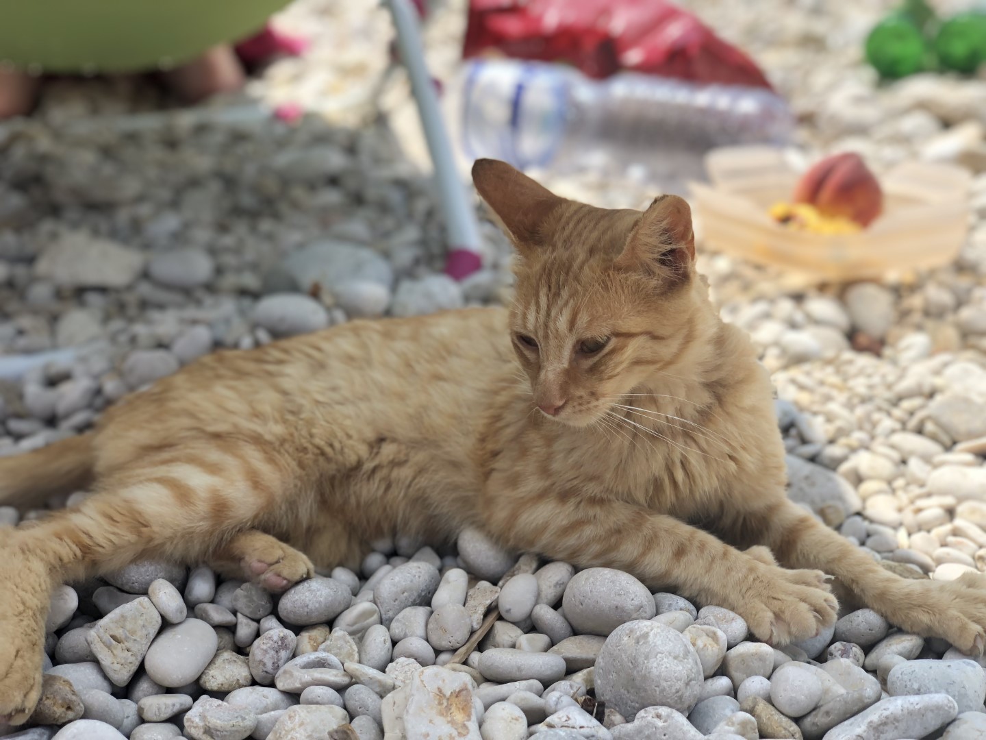 Katinas paplūdimyje ant akmenų (Italy)